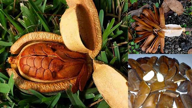 Temukan Beragam Manfaat Buah Mahoni yang Jarang Diketahui