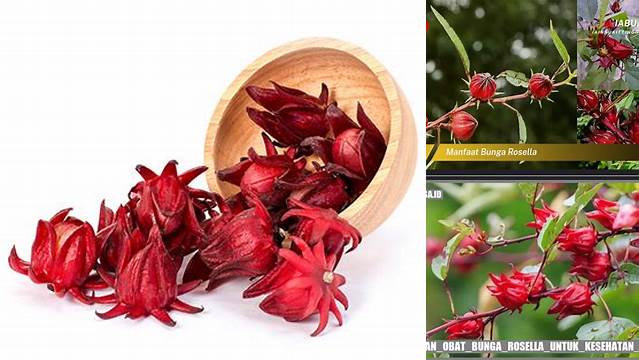10 Manfaat apa manfaat bunga rosella Bagi Kesehatan Tubuh Kita