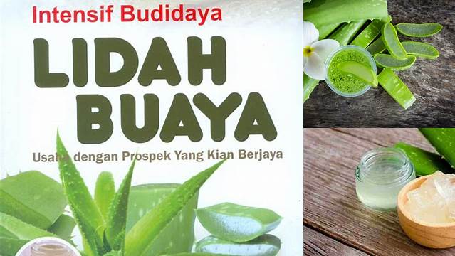 Temukan 10 Manfaat Lidah Buaya yang Jarang Diketahui