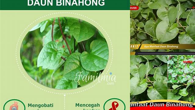 Temukan 9 Manfaat Daun Binahong yang Jarang Diketahui