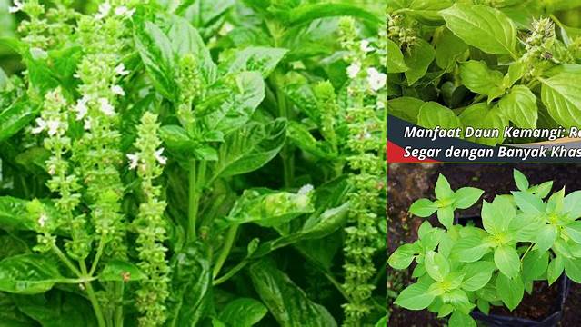 8 Manfaat Daun Kemangi untuk Kesehatan dan Kecantikan Anda