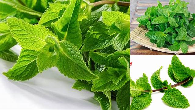 Buka Rahasia Khasiat Daun Mint yang Jarang Diketahui