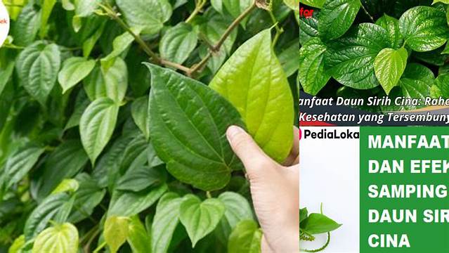 8 Manfaat Daun Sirih Cina untuk Kesehatan dan Kecantikan Anda