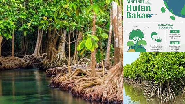 Terkuak Manfaat Hutan Bakau yang Jarang Diketahui