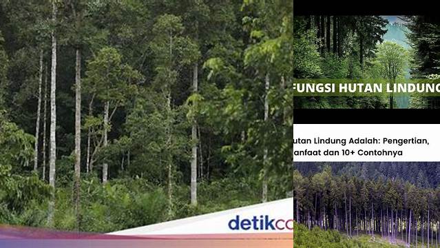 Temukan Manfaat Langka Hutan Lindung yang Perlu Anda Ketahui