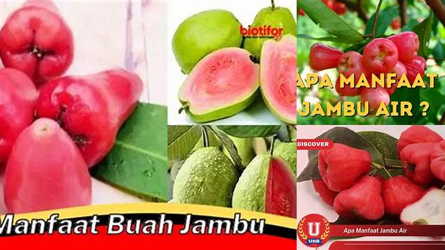 Temukan Khasiat Jambu Biji yang Jarang Diketahui