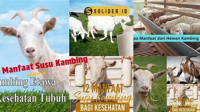 Temukan 8 Manfaat Kambing yang Jarang Diketahui