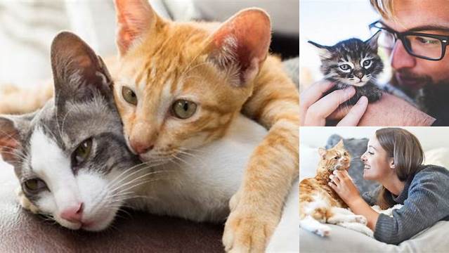 Temukan 8 Manfaat Menakjubkan Kucing yang Perlu Anda Ketahui