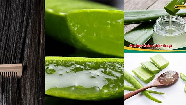 Temukan Manfaat Lidah Buaya untuk Rambut yang Belum Diketahui