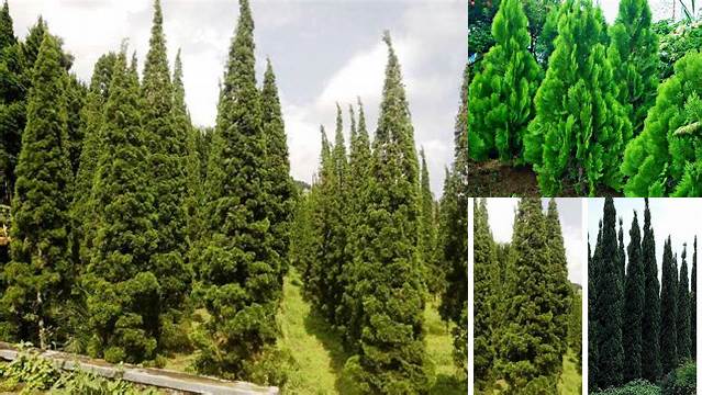 Temukan Manfaat Pohon Cemara yang Wajib Anda Ketahui