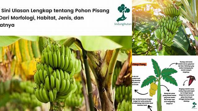 Temukan Manfaat Pohon Pisang yang Belum Diketahui Banyak Orang