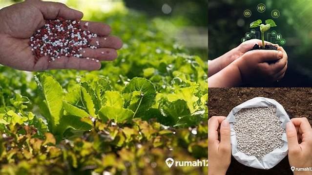 Temukan Manfaat Pupuk yang Jarang Diketahui dan Penting untuk Tanaman Anda
