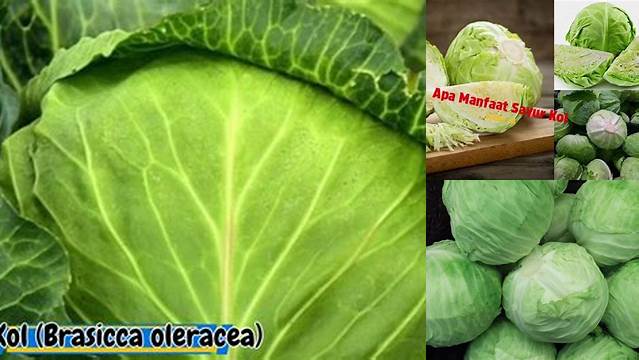 Temukan 8 Manfaat Sayur Kol yang Jarang Diketahui