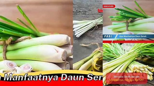 Temukan Manfaat Daun Sereh yang Jarang Diketahui dan Penting untuk Anda