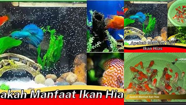 Temukan Manfaat Ikan Hias yang Selama Ini Tersembunyi