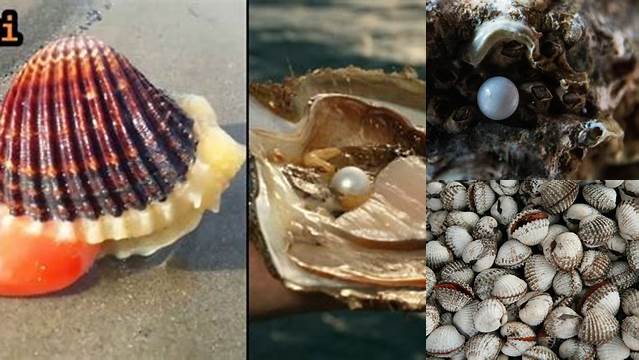 Manfaat Kerang Mutiara yang Jarang Diketahui, Patut Diketahui!