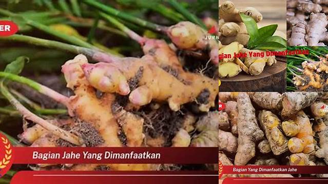 Manfaat Bagian Jahe yang Jarang Diketahui, Wajib Tahu!