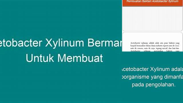 Temukan Rahasia bakteri acetobacter xylinum yang Jarang Diketahui dalam Pembuatan Produk