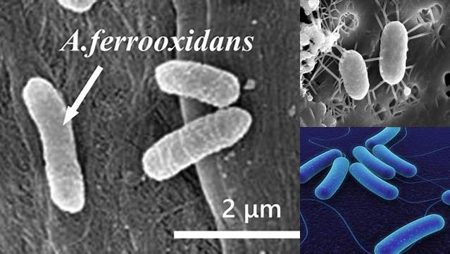 Temukan 8 Manfaat Bakteri Thiobacillus ferrooxidans yang Jarang Diketahui