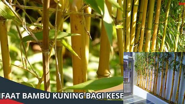Temukan Manfaat Bambu Kuning yang Jarang Diketahui