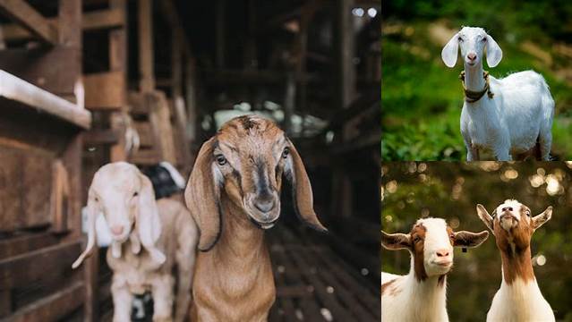 Batas Nisab Zakat Kambing Minimal