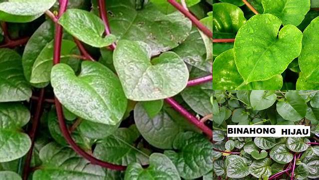 Temukan Manfaat Daun Binahong Hijau yang Jarang Diketahui