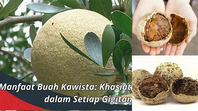 Temukan Manfaat Buah Kawista yang Jarang Diketahui