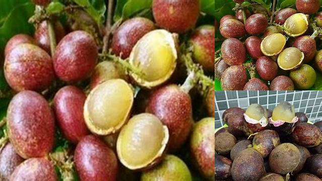 Temukan 7 Manfaat Buah Matoa yang Jarang Diketahui