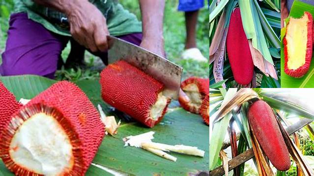 Temukan Beragam Manfaat Buah Merah Papua yang Jarang Diketahui