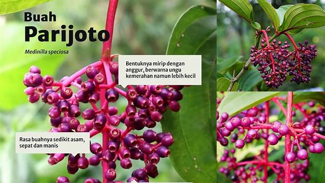 Temukan Rahasia Manfaat Buah Parijoto yang Jarang Diketahui
