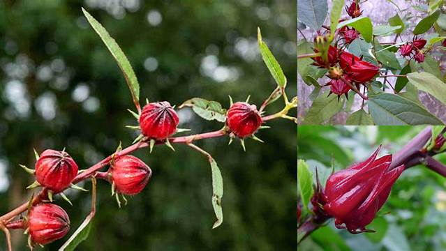 Temukan Manfaat Bunga Rosella yang Jarang Diketahui dan Penting Anda Ketahui