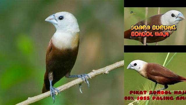 Burung Bondol Haji
