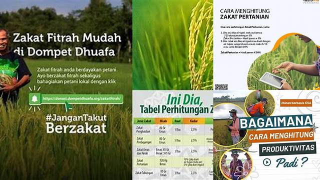 Cara Menghitung Zakat Padi Sawah