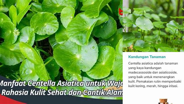 Temukan Beragam Khasiat Centella Asiatica yang Jarang Diketahui!