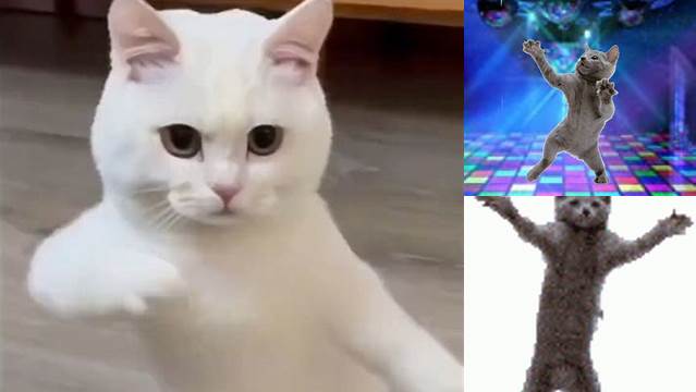 dancing cat Picture #63881244 | Blingee.com