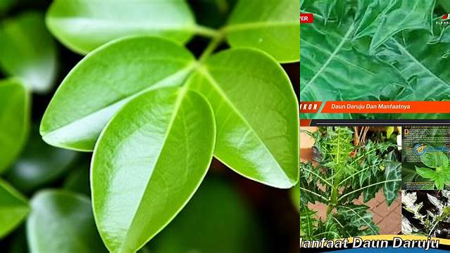 Temukan 5 Manfaat Daun Daruju yang Jarang Diketahui