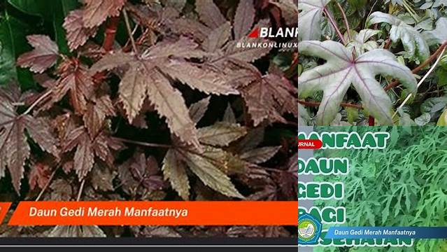 Temukan 8 Khasiat Daun Gedi Merah yang Jarang Diketahui