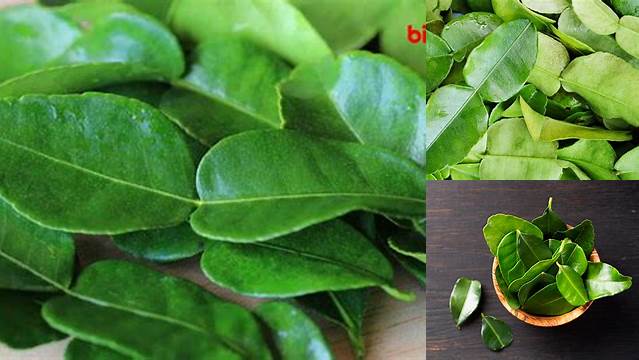 5 Khasiat Daun Jeruk yang Jarang Diketahui