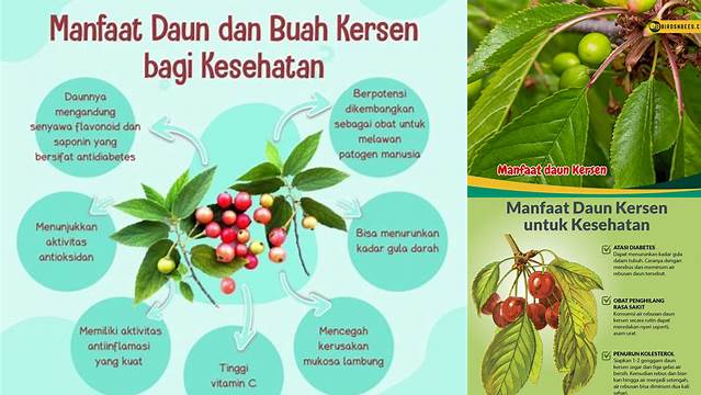 Temukan 8 Manfaat Daun Kersen yang Jarang Diketahui!