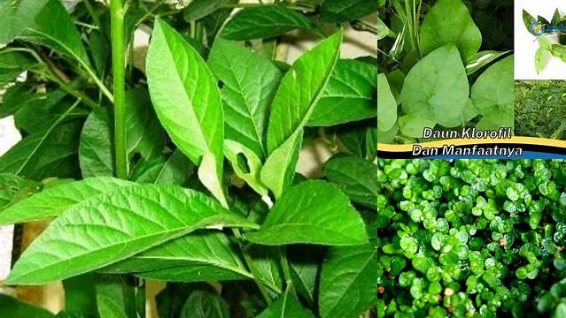 Manfaat Daun Klorofil yang Jarang Diketahui, Wajib Anda Simak!