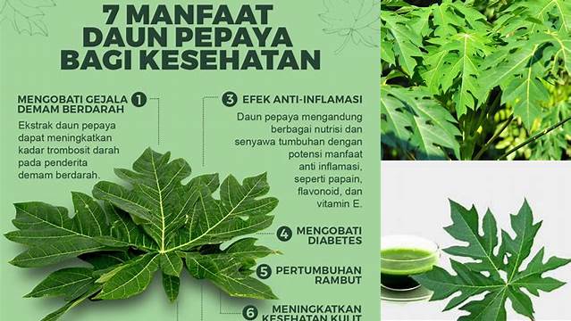 Temukan Manfaat Daun Pepaya yang Jarang Diketahui