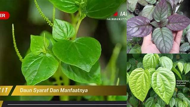 Temukan Manfaat Daun Syaraf yang Jarang Diketahui dan Anda Wajib Tahu