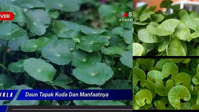 Temukan Manfaat Daun Tapak Kuda yang Jarang Diketahui