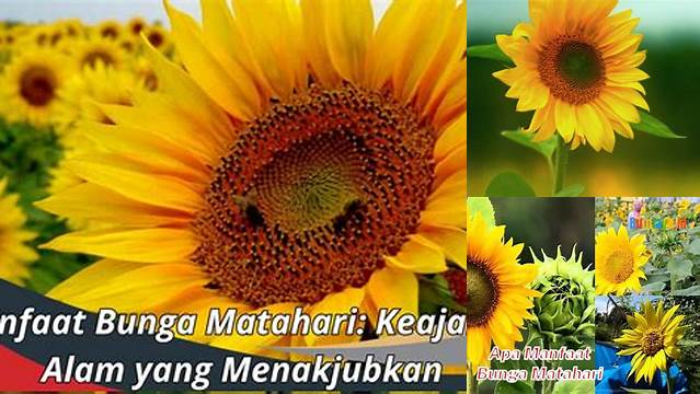 10 Manfaat Bunga Matahari untuk Kesehatan dan Kecantikan Anda