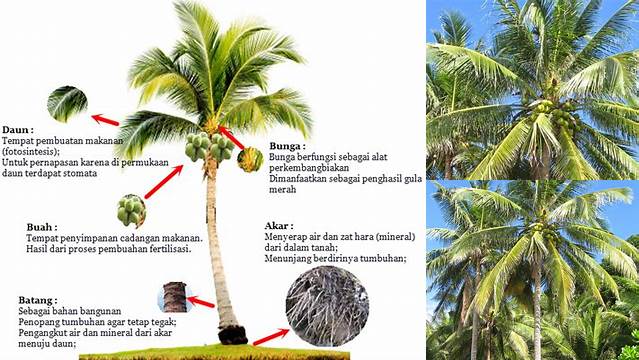 Manfaat Pohon Kelapa: Temukan Manfaat yang Jarang Diketahui