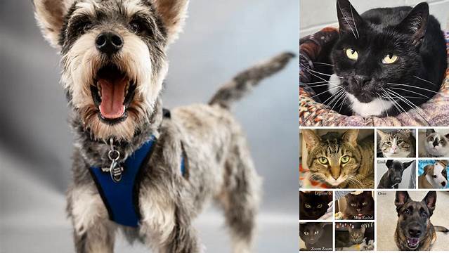 earth-song: by Ritta | Cute animals, Cute cats, Beautiful cats