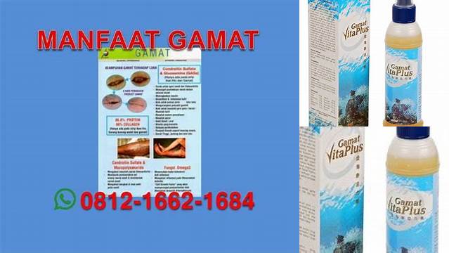 Manfaat Gamat Vitaplus yang Perlu Anda Ketahui