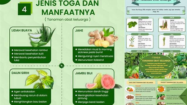 Temukan Manfaat Tanaman Toga yang Jarang Diketahui