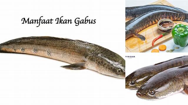 Temukan Manfaat Ikan Gabus yang Jarang Diketahui