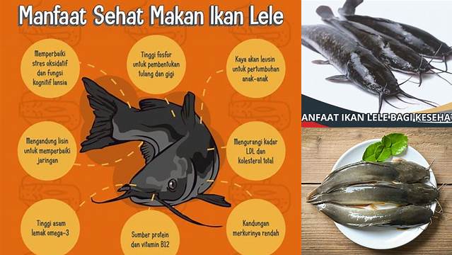 Temukan Manfaat Ikan Lele yang Jarang Anda Ketahui